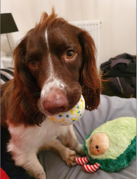 Jasper the Spaniel